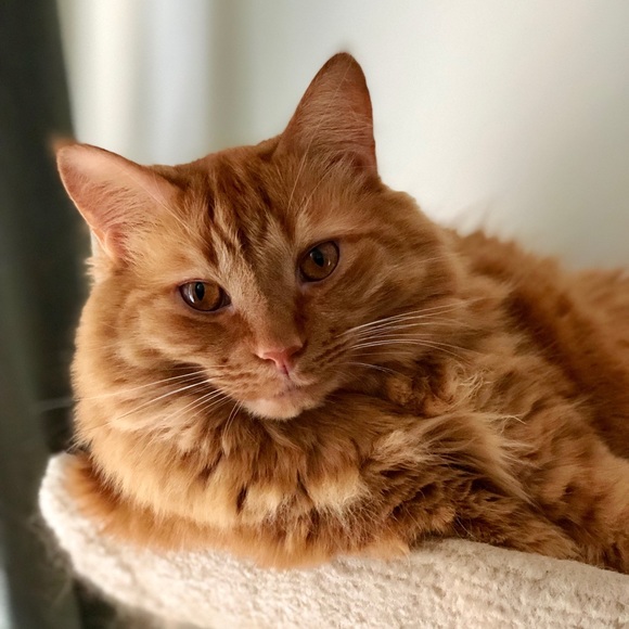 Meet your posher, Sandra - Picture 3 of 3